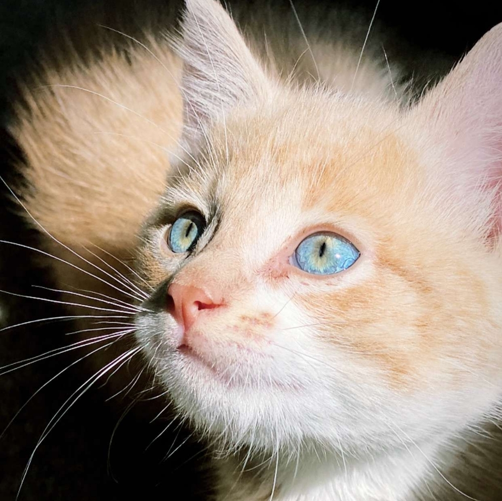 Meet your Posher, Berivan